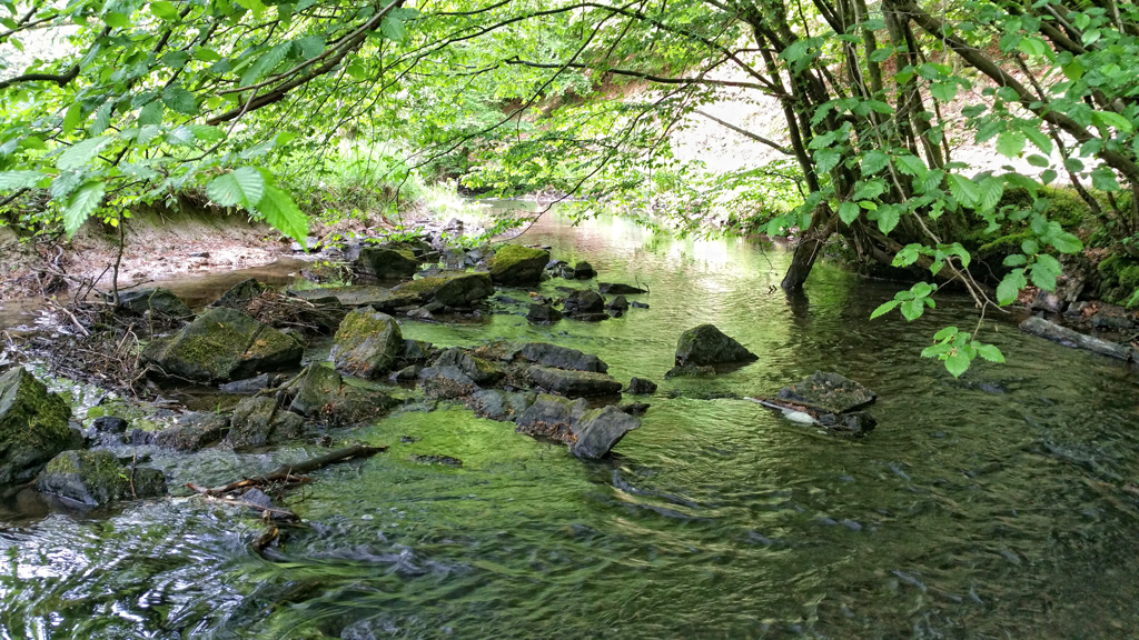 Wanderung vom Quellgebiet durch das Naafbachtal