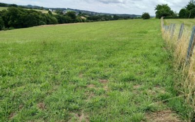 Gemeinsam eine Wiese erworben