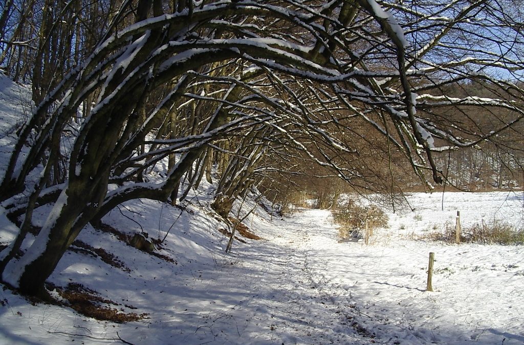 Vorweihnachtlicher Weg durch das Naafbachtal – Wanderung nach Marialinden am 16. Dezember