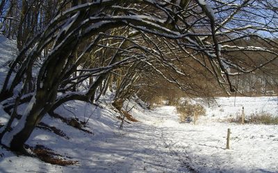 Vorweihnachtlicher Weg durch das Naafbachtal – Wanderung nach Marialinden am 16. Dezember