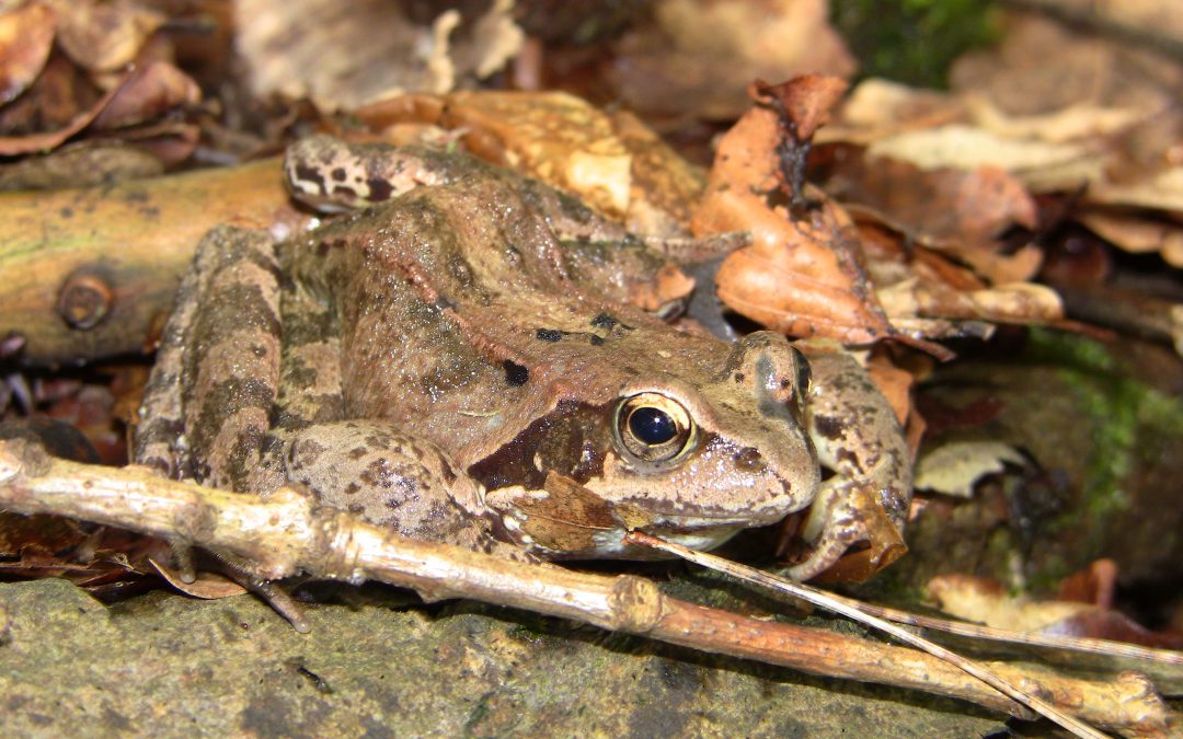 Die Amphibienwanderung beginnt! Ehrenamtliche Naturschützer gesucht!