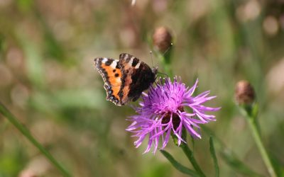 Arbeitseinsatz Landschaftspflege am Samstag, 14. Juli um 10 Uhr