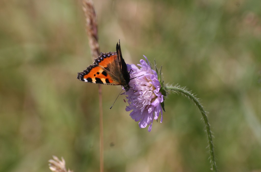 Hallo Naafbachtal.org