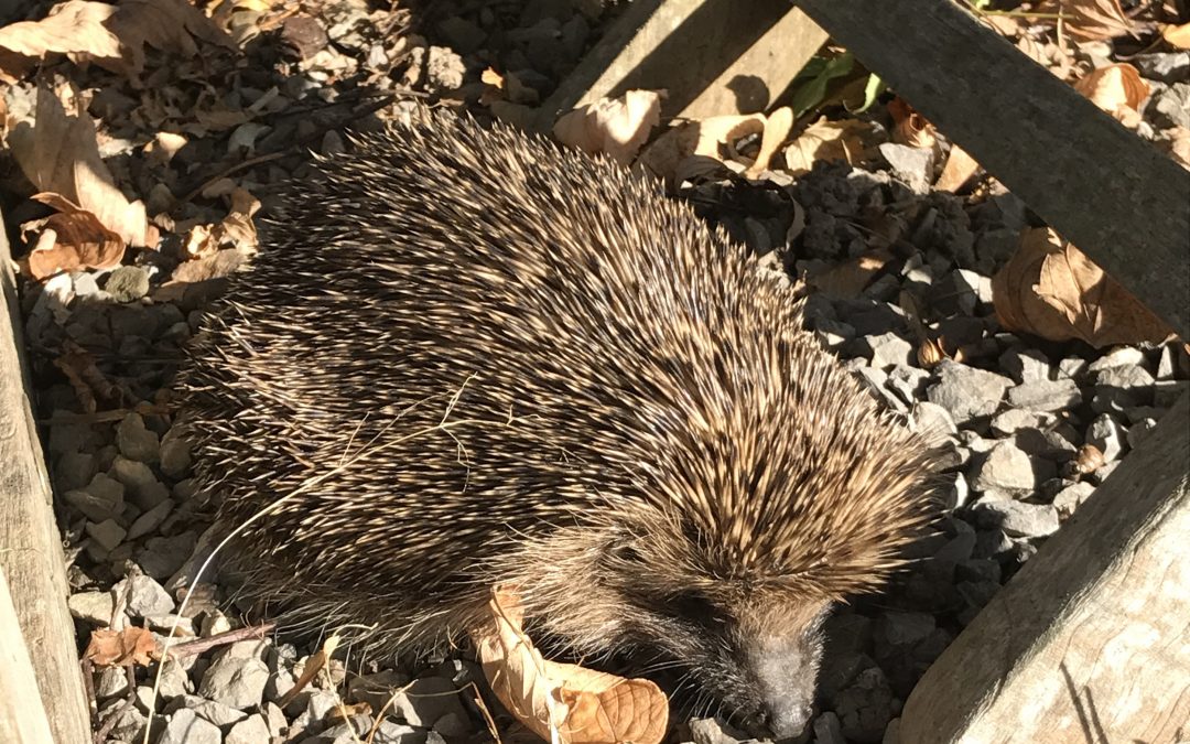 Igel gefunden? Was nun?