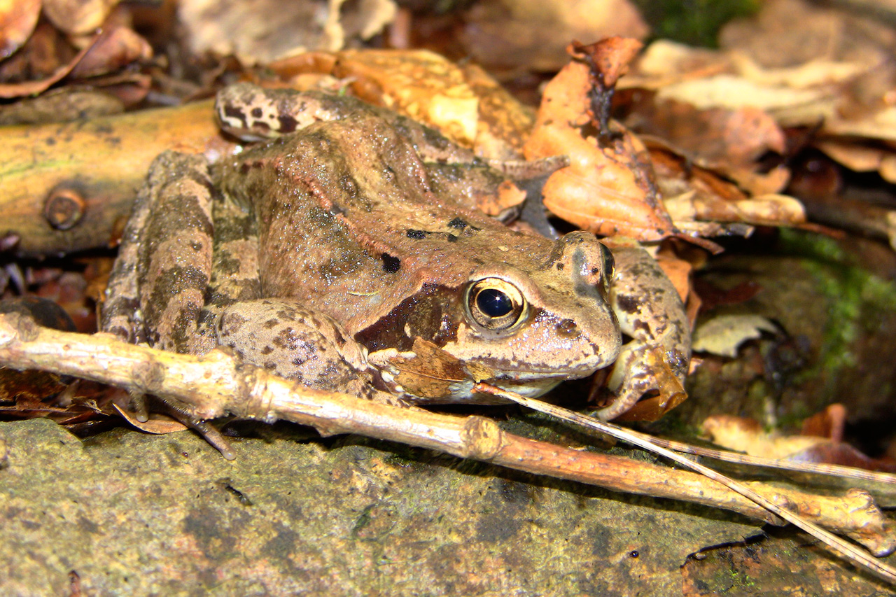 Amphibienschutz