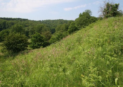 Farnhang bei Ingersauel