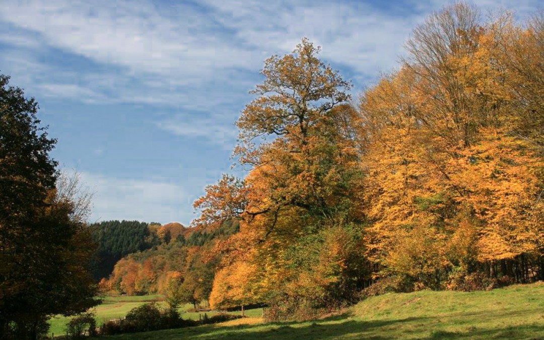 Spaziergang im Naafbachtal – Auch der Herbst hat schöne Seiten