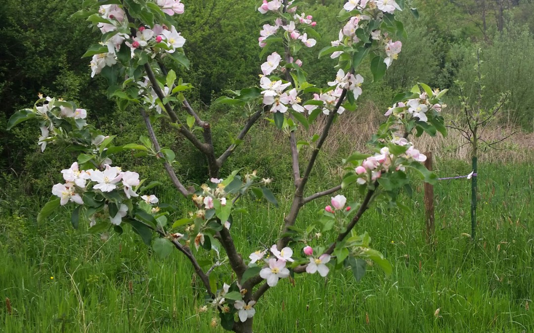 Apfelbäume für das Naafbachtal