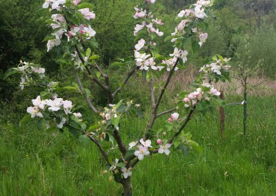 Apfelbäume für das Naafbachtal